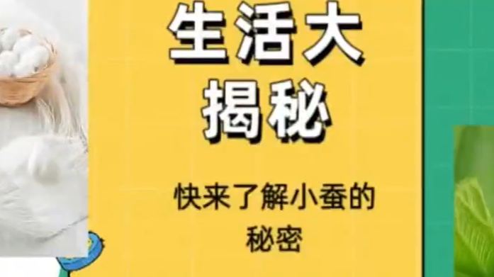 蚕的一生