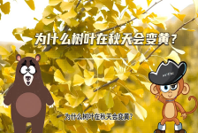 【科学“齐”遇记】为什么树叶在秋天会变黄？